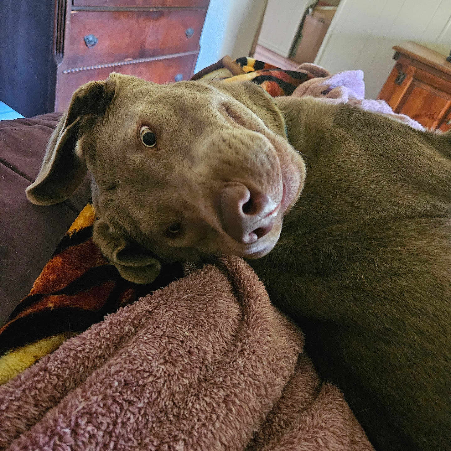 Klaus is registered to the contest to win money with this photo: animal, bed, blanket, cabinet, canine, couch, dog, drawer, dresser, furniture, homedecor, hound, indoors, labradorretriever, linen, pet, pointer, puppy, quilt, towel