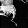 Marley a rejoint le concours — aidez-le/la à gagner de superbes lots ! anatomy, animal, black_background, bone, bone_structure, cat, clinic, diagnostic, healthcare, leg, limb, medical, pelvis, pet, radiograph, scan, skeletal, transparent, veterinary, xray