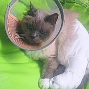 Marley a rejoint le concours — aidez-le/la à gagner de superbes lots ! animal, bandage, cat, closeup, comfort, cone, cute, domestic, feline, fur, green_background, indoor, injury, laying, paw, pet, protected, recovery, resting, soft