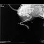 Marley a rejoint le concours — aidez-le/la à gagner de superbes lots ! animal, black_background, bone_structure, bones, cat, clinic, diagnostic, healthcare, imaging, limb, medical, pet, profile, radiograph, scan, skeletal, skeleton, tail, veterinary, xray