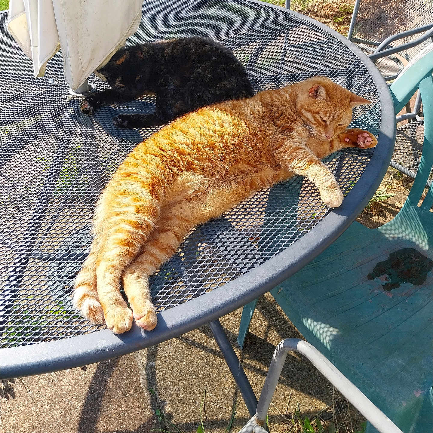 Tiny joined the competition — help win amazing prizes! animal, architecture, backyard, building, cat, chair, diningtable, furniture, grass, house, housing, kitten, manx, nature, outdoors, patio, pet, plant, table, yard