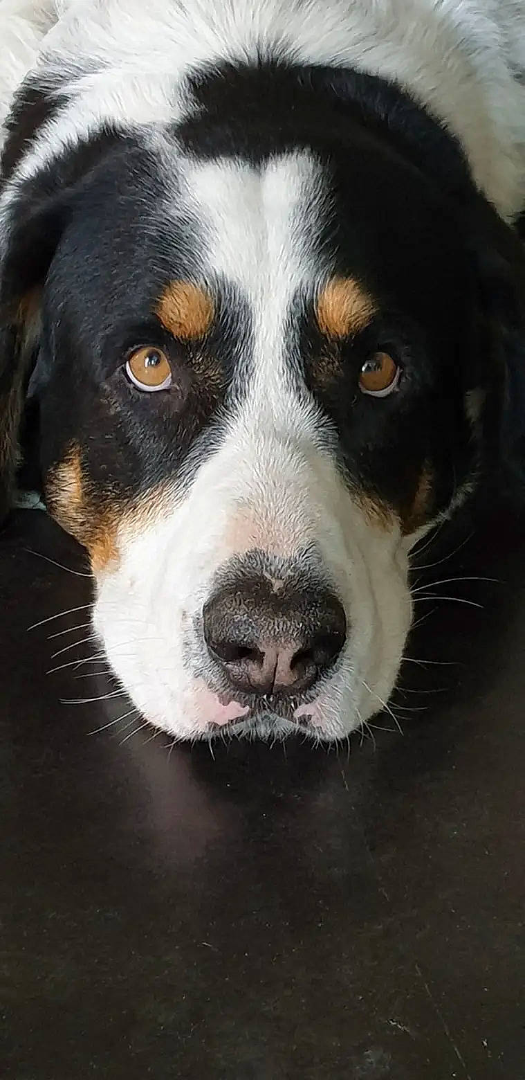 Hermes a rejoint le concours — aidez-le/la à gagner de superbes lots ! ancient_dog_breeds, canidae, carnivore, companion_dog, dog, dog_breed, fur, giant_dog_breed, herding_dog, puppy, snout, sporting_group, terrestrial_animal, whiskers, working_animal, working_dog