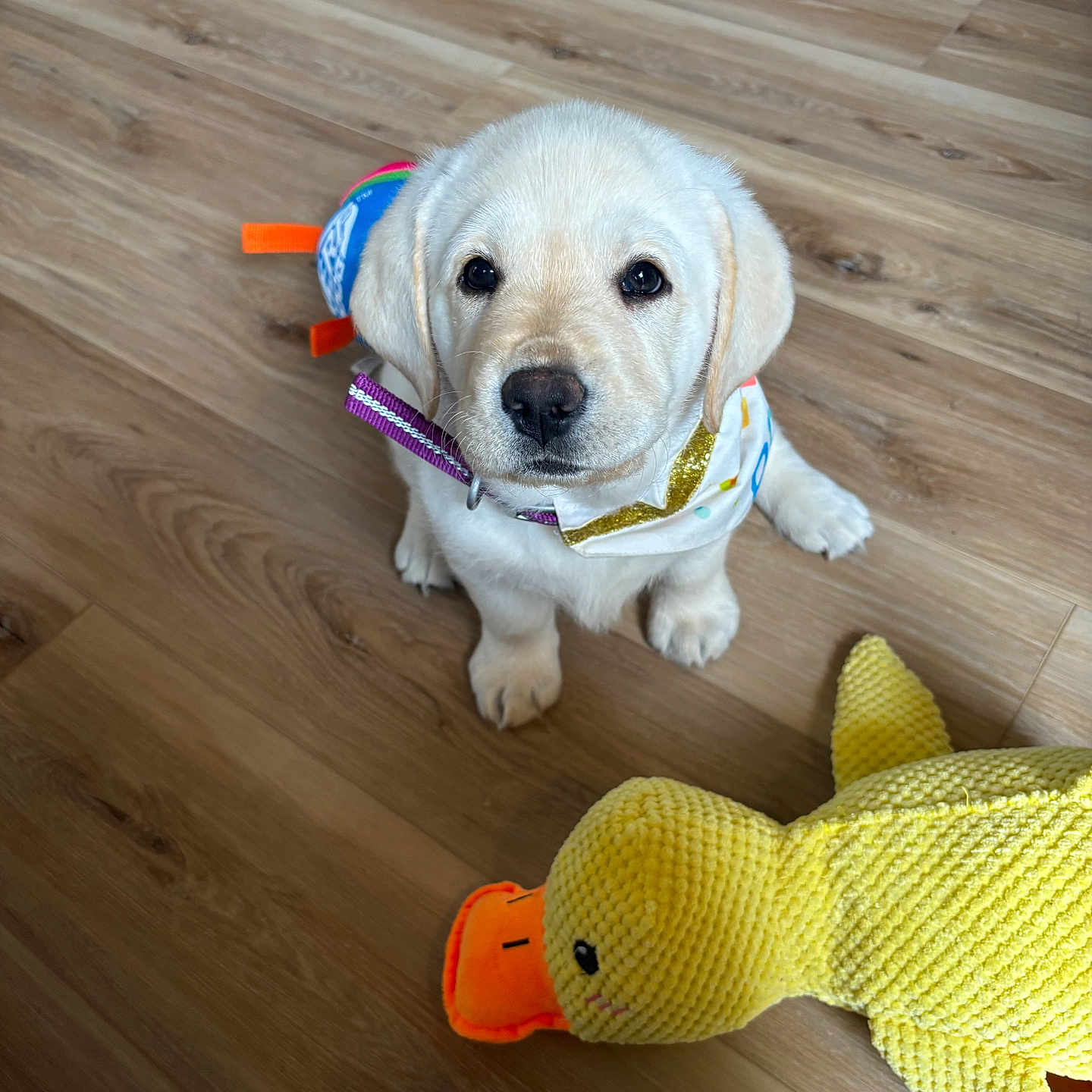 Chauncey is registered to the contest to win money with this photo: accessories, animal, canine, clothing, dog, footwear, goldenretriever, hardwood, hound, indoors, interiordesign, labradorretriever, pet, plywood, puppy, shoe, strap, toy, whitedog, wood