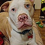 Money is registered to the contest to win money with this photo: animal, bed, blue_eyes, brown_and_white, canine, close_up, collar, curious, dog, domestic, ears, floor, furniture, household, indoor, lying_down, nose, pet, tag, toy