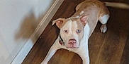 Money joined the competition — help win amazing prizes! animal, brown, canine, collar, cute, dog, domestic_animal, ears, floor, four_legs, indoor, looking_up, muzzle, pet, pitbull, playful, shadow, tail, white, wooden_floor
