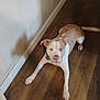 animal, brown, canine, collar, cute, dog, domestic_animal, ears, floor, four_legs, indoor, looking_up, muzzle, pet, pitbull, playful, shadow, tail, white, wooden_floor