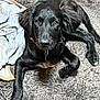 Luna joined the competition — help win amazing prizes! puppy, dog, black_dog, pet, animal, cute, lying_down, indoors, carpet, blanket, fur, young_dog, collar, looking_at_camera, relaxed, domestic_animal, companion, friendly, mammal, floor
