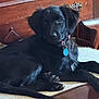 Luna joined the competition — help win amazing prizes! dog, black_dog, pet, indoor, resting, dog_bed, collar, tag, wooden_furniture, carpet, paw, tail, canine, animal, mammal, fur, relaxed, cute, companion, domestic