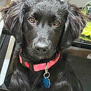 Luna joined the competition — help win amazing prizes! dog, black_dog, pet, collar, tag, indoor, close_up, fur, ears, animal, canine, looking_at_camera, household, brown_eyes, portrait, mammal, young_dog, sitting, domestic_animal, companion