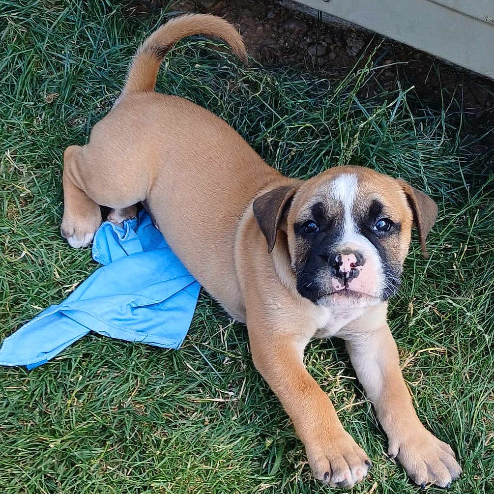 Ajja participe au concours pour gagner de l'argent avec cette photo : adorable, animal, black_mask, blue_cloth, brown_fur, canine, closeup, companion, cute, dog, grass, nature, outdoor, pet, pets, playful, puppy, stretching, white_markings, young_dog