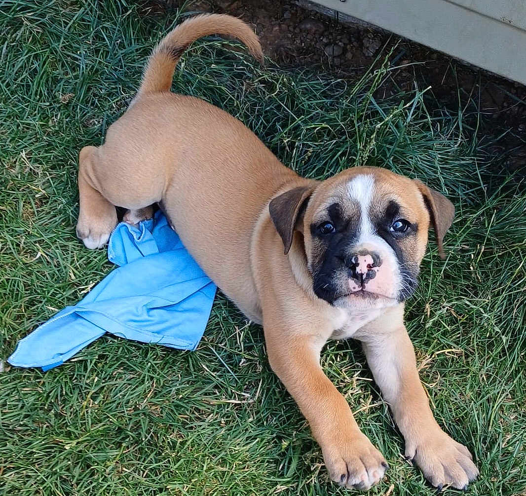 Ajja participe au concours pour gagner de l'argent avec cette photo : puppy, dog, grass, blue_cloth, outdoor, pet, cute, brown_fur, black_mask, white_markings, playful, young_dog, animal, pets, nature, closeup, stretching, adorable, canine, companion