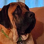 Pee-Wee is registered to the contest to win money with this photo: dog, pet, indoor, close_up, brown, black, collar, large_dog, animal, canine, portrait, sitting, furniture, couch, curtain, domestic_animal, mammal, face, companion, household