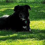 Tyr is registered to the contest to win money with this photo: dog, black_dog, grass, sunlight, shadow, outdoor, fence, chain_link_fence, pet, animal, nature, collar, leisure, resting, canine, summer, greenery, daytime, park, backyard