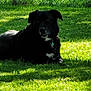 dog, black_dog, grass, sunlight, shadow, outdoor, fence, chain_link_fence, pet, animal, nature, collar, leisure, resting, canine, summer, greenery, daytime, park, backyard