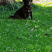 Daisy is registered to the contest to win money with this photo: dog, grass, tree_trunk, flowers, outdoor, nature, sunlight, greenery, pet, animal, sitting, calm, shade, daylight, leafy, park, canine, peaceful, flora, summer