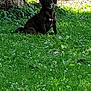 dog, grass, tree_trunk, flowers, outdoor, nature, sunlight, greenery, pet, animal, sitting, calm, shade, daylight, leafy, park, canine, peaceful, flora, summer