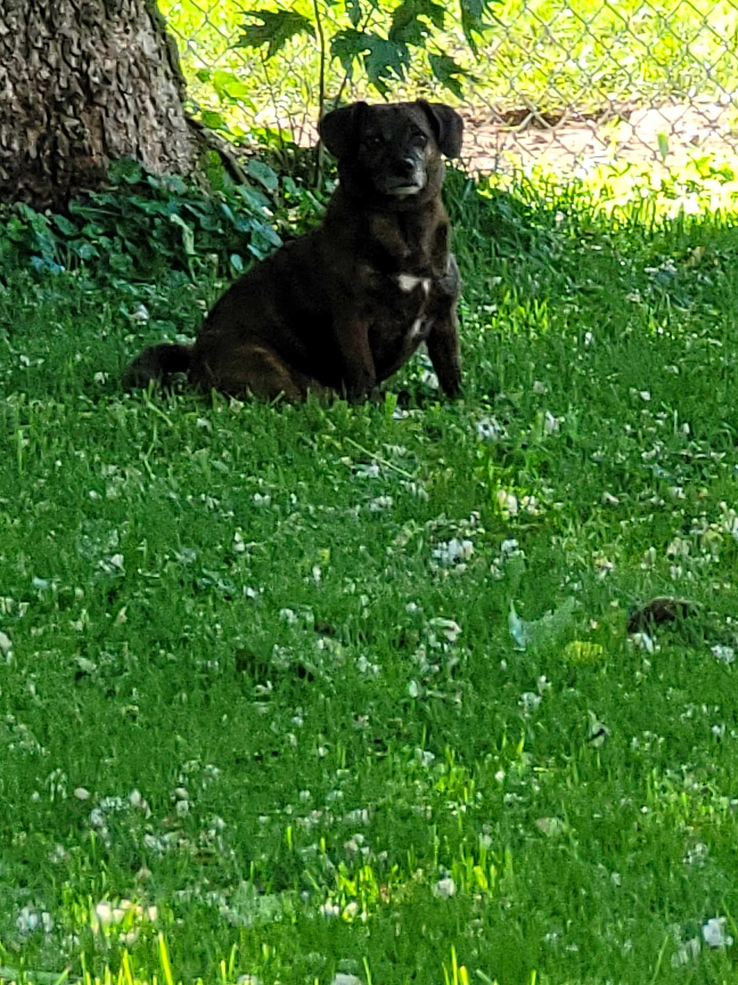 Daisy