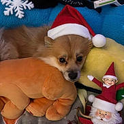 Kiba joined the competition — help win amazing prizes! dog, santa_hat, plush_toy, stuffed_animal, elf_doll, santa_figurine, blanket, snowflake, holiday, christmas, cozy, cute, pet, fur, animal, soft_toy, decor, indoors, resting, festive