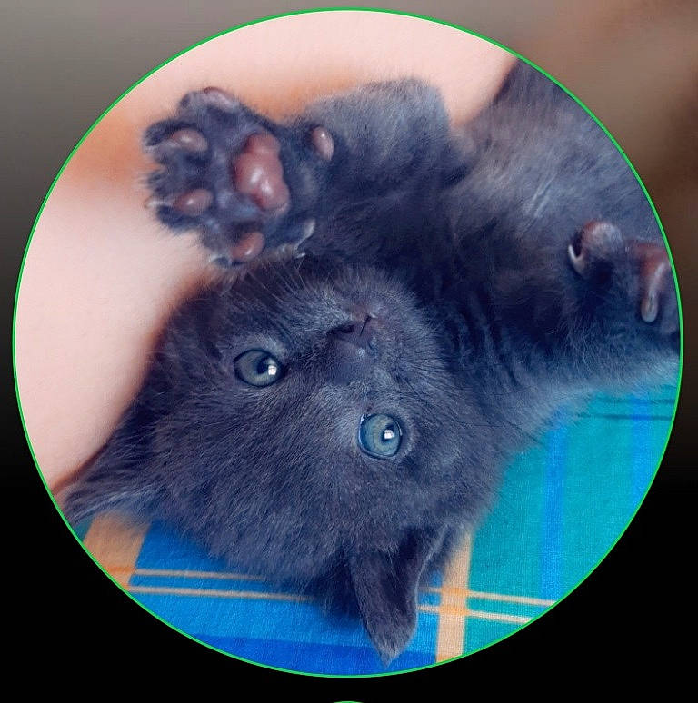 Moshi participe au concours pour gagner de l'argent avec cette photo : black_cat, carnivore, cat, ear, eye, felidae, fur, nebelung, photo_caption, small_to_medium_sized_cats, snout, whiskers