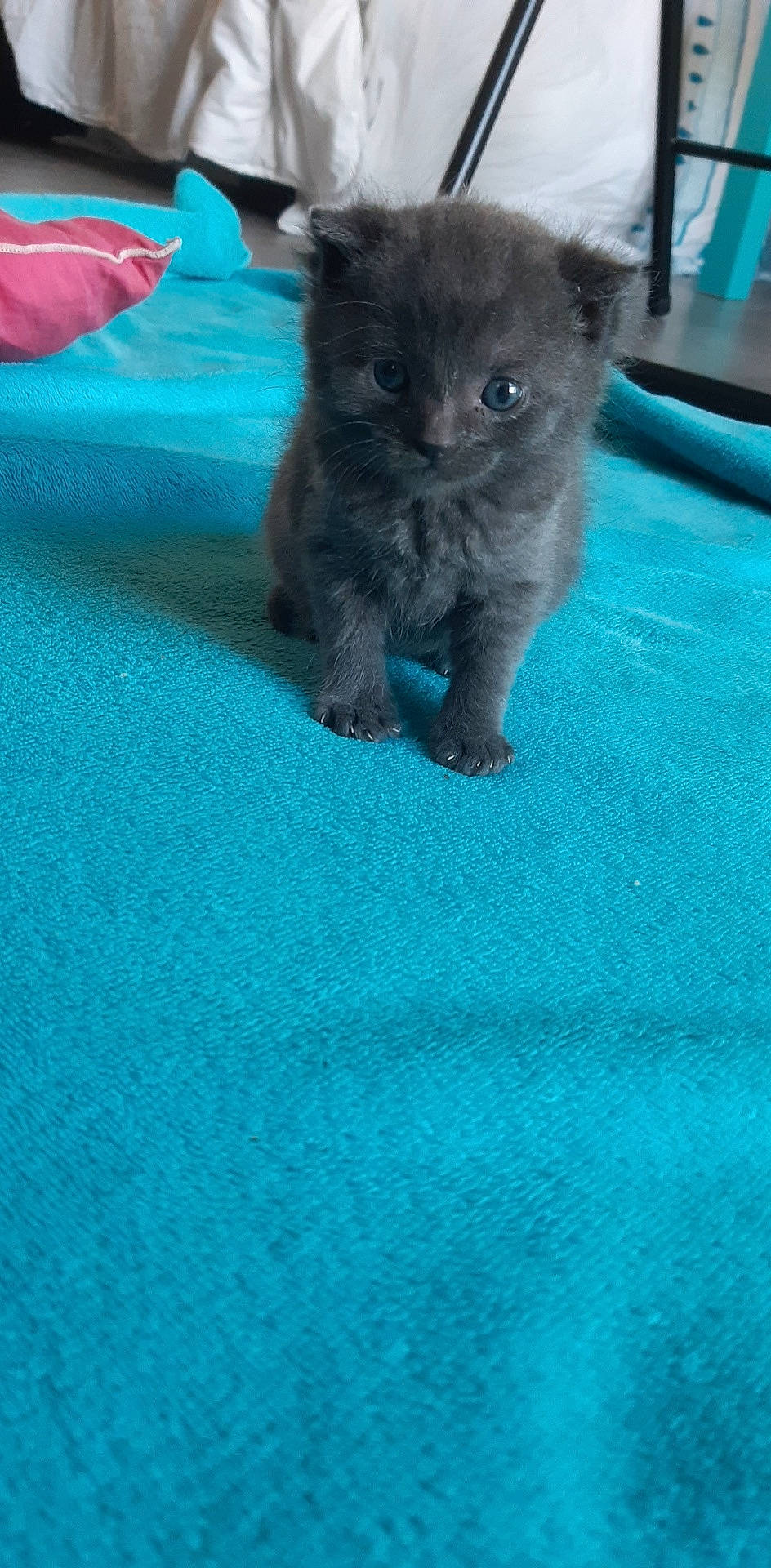 Moshi participe au concours pour gagner de l'argent avec cette photo : british_longhair, british_shorthair, canidae, carnivore, cat, chartreux, dog_breed, fawn, felidae, kitten, korat, mammal, nebelung, persian, puppy, russian_blue, small_to_medium_sized_cats, vertebrate, whiskers