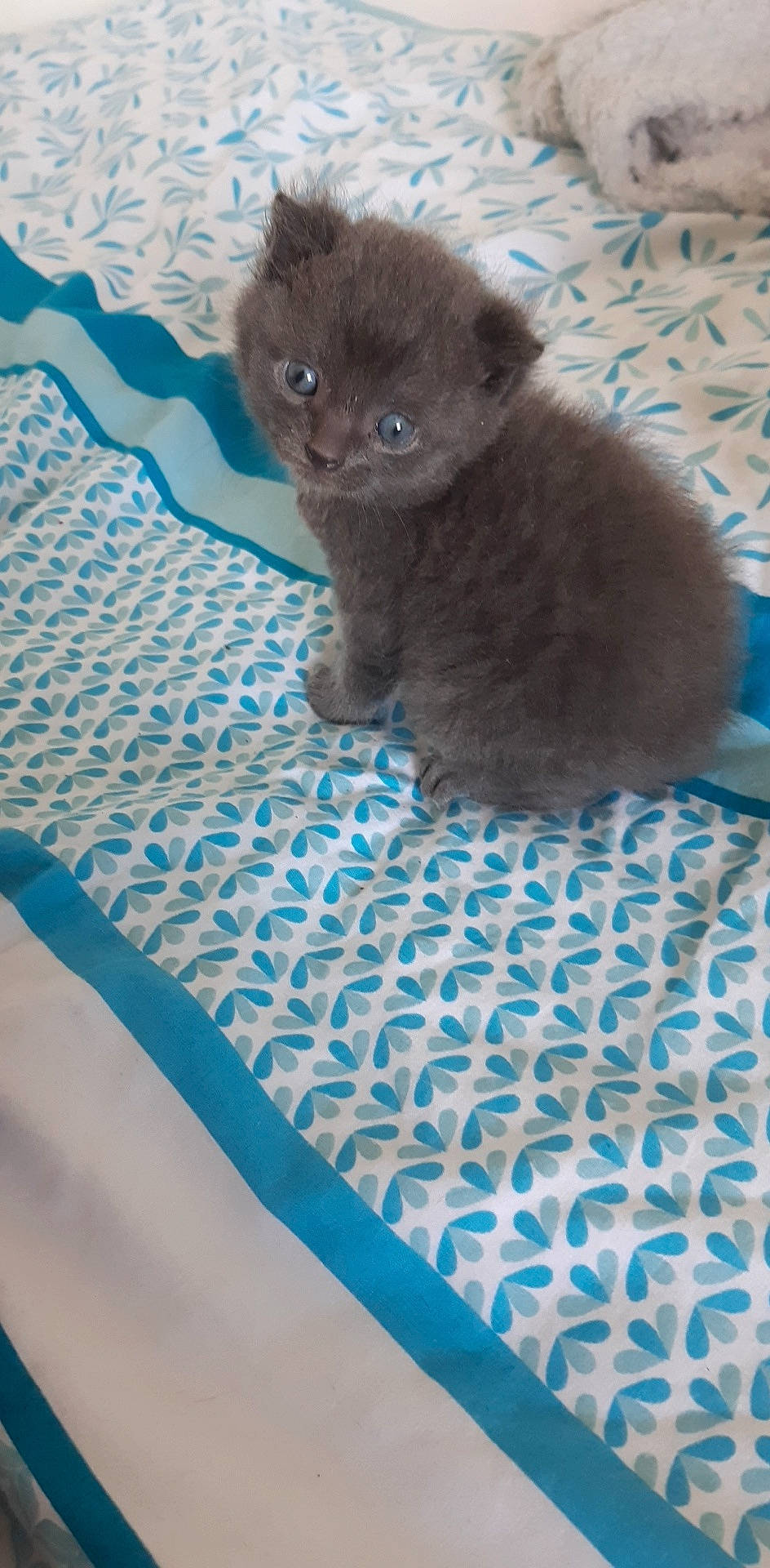 Moshi participe au concours pour gagner de l'argent avec cette photo : blue, british_longhair, british_semi_longhair, british_shorthair, carnivore, cat, chartreux, fawn, felidae, kitten, korat, mammal, nebelung, persian, russian_blue, scottish_fold, small_to_medium_sized_cats, vertebrate, whiskers