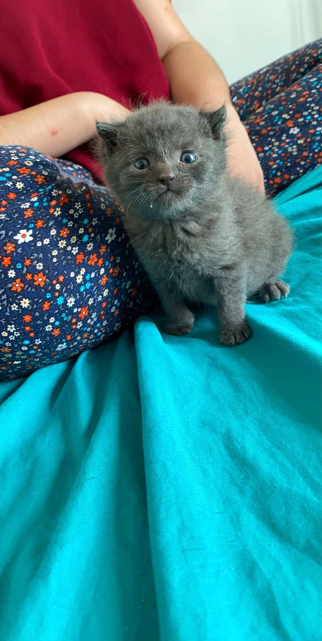 Moshi a rejoint le concours — aidez-le/la à gagner de superbes lots ! asian, british_longhair, british_semi_longhair, british_shorthair, carnivore, cat, chartreux, domestic_short_haired_cat, felidae, kitten, korat, mammal, nebelung, russian_blue, scottish_fold, small_to_medium_sized_cats, vertebrate, whiskers