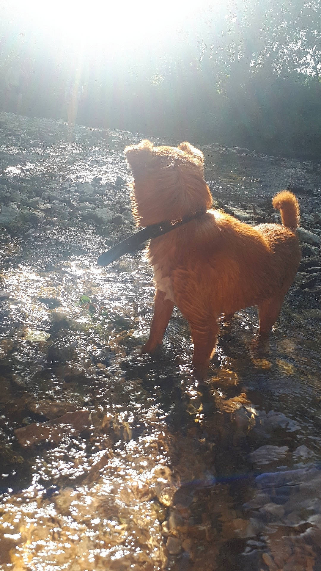 Junior participe au concours pour gagner de l'argent avec cette photo : canidae, carnivore, dog, dog_breed, dog_walking, fawn, non_sporting_group, sporting_group, sunlight