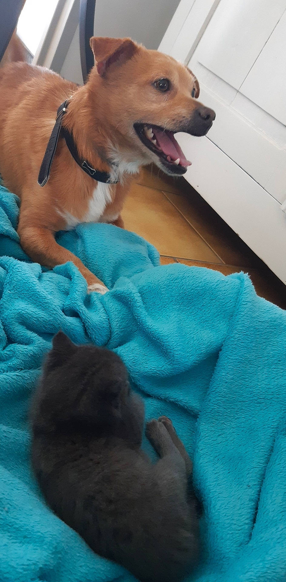 Junior participe au concours pour gagner de l'argent avec cette photo : canidae, carnivore, chihuahua, companion_dog, dog, dog_breed, fawn, mammal, pomeranian, puppy, snout, sporting_group, vertebrate