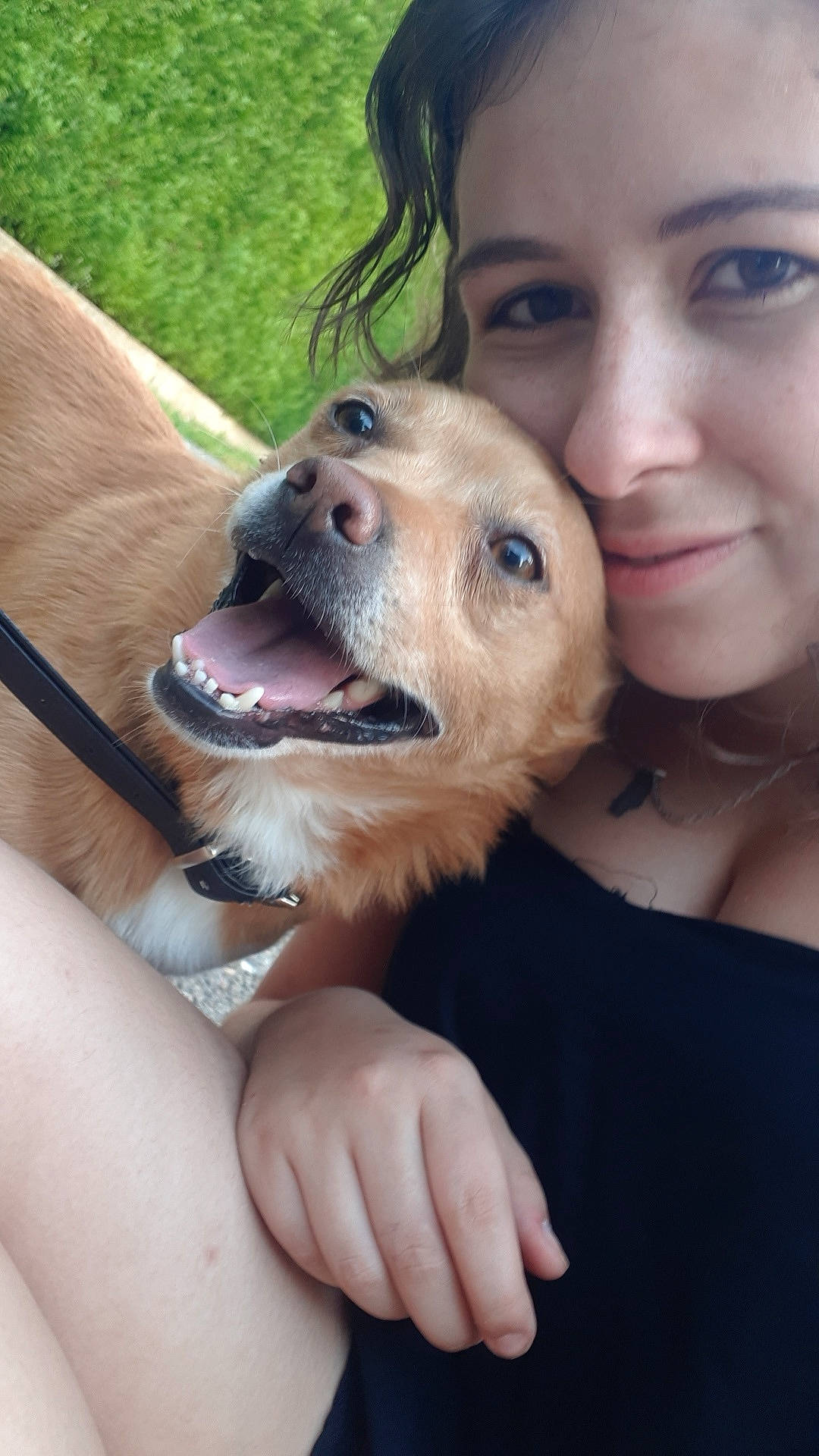 Junior participe au concours pour gagner de l'argent avec cette photo : canidae, carnivore, companion_dog, dog, dog_breed, fawn, gesture, head, mouth, nose, photography, puppy, puppy_love, selfie, smile, snout, sporting_group