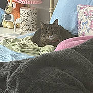 Joker joined the competition — help win amazing prizes! animal, bed, blanket, cat, comfort, cozy, cute, decor, domestic_animal, furniture, home, indoor, lamp, pet, pillow, plush_toys, relaxing, resting, soft, tabby_cat