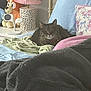 animal, bed, blanket, cat, comfort, cozy, cute, decor, domestic_animal, furniture, home, indoor, lamp, pet, pillow, plush_toys, relaxing, resting, soft, tabby_cat