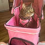cat, tabby_cat, pet_stroller, pink, harness, indoor, wooden_floor, kitchen, cabinet, refrigerator, mesh, seated, denim, legs, pet, animal, fur, whiskers, collar, domestic_cat