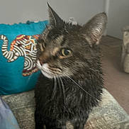 Joker is registered to the contest to win money with this photo: cat, wet_fur, indoor, pillow, elephant_pattern, furniture, home, pet, animal, whiskers, ears, eyes, face, sitting, texture, fabric, blur, background, carpet, door