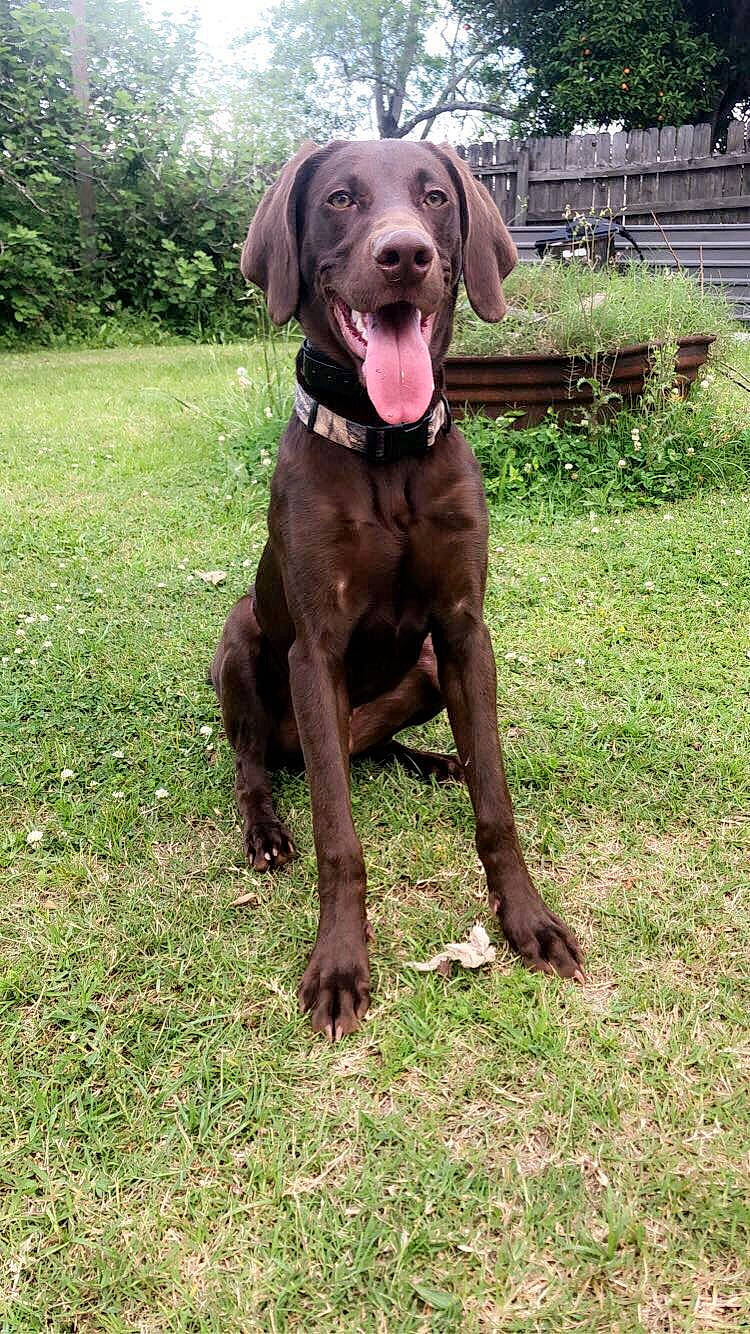 Flip is registered to the contest to win money with this photo: canidae, carnivore, chesapeake_bay_retriever, dog, dog_breed, german_longhaired_pointer, german_shorthaired_pointer, great_dane, hunting_dog, liver, mammal, plott_hound, pointer, pointing_breed, rare_breed_dog, sporting_group, vertebrate, vizsla, weimaraner