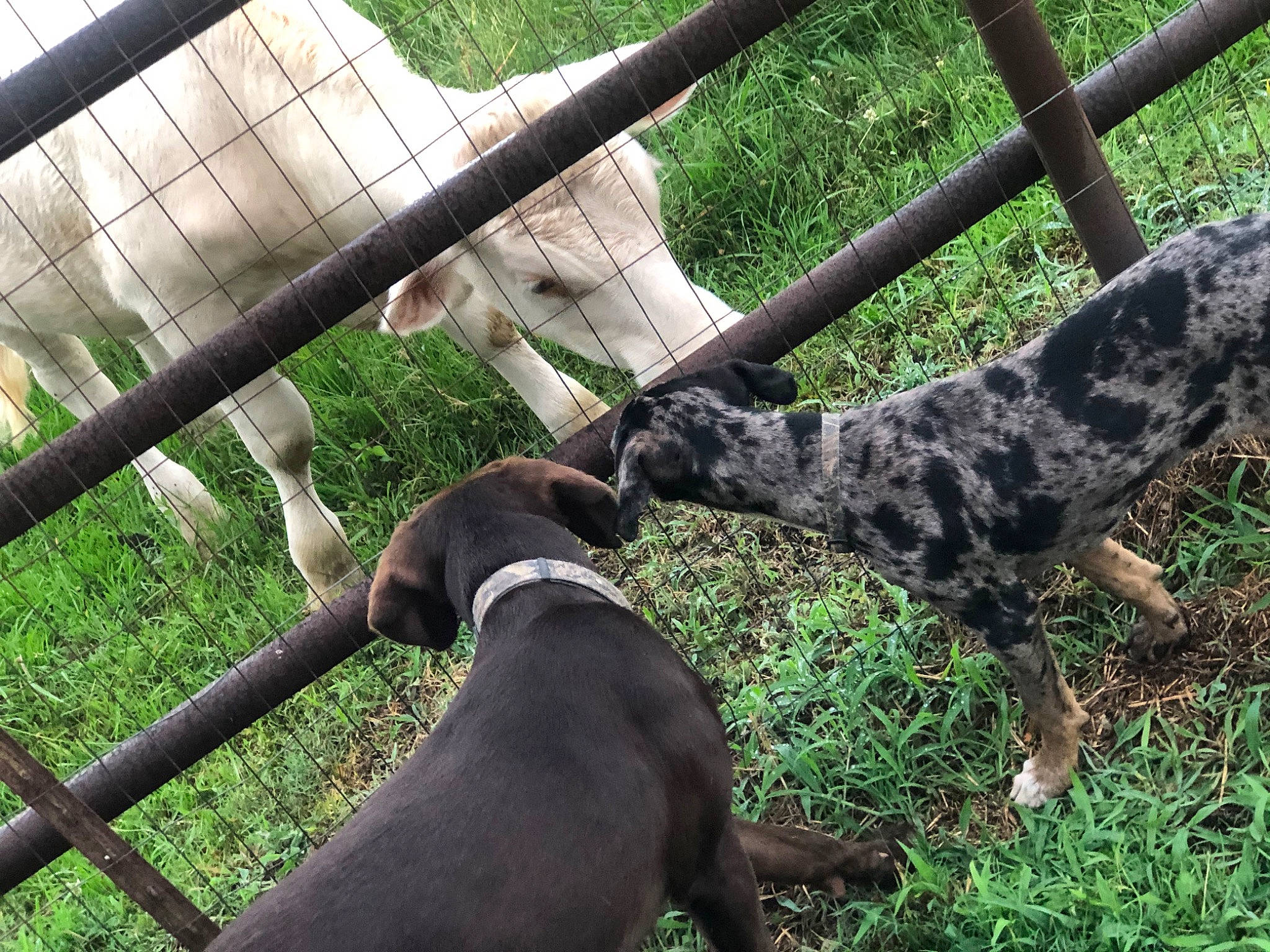 Flip is registered to the contest to win money with this photo: canidae, carnivore, dog, dog_breed, fence, fila_brasileiro, german_shorthaired_pointer, great_dane, guard_dog, hunting_dog, louisiana_catahoula_leopard_dog, mammal, mountain_cur, non_sporting_group, perro_de_presa_canario, plott_hound, pointer, pointing_breed, sporting_group, vertebrate