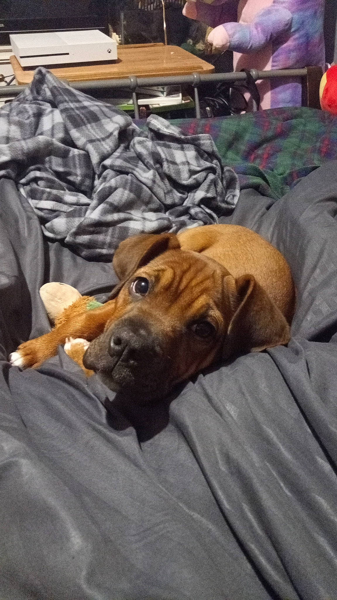 Corvyx joined the competition — help win amazing prizes! canidae, carnivore, comfort, companion_dog, dog, dog_breed, fawn, fur, guard_dog, hardwood, liver, nap, sporting_group, terrestrial_animal, whiskers, wood, working_animal