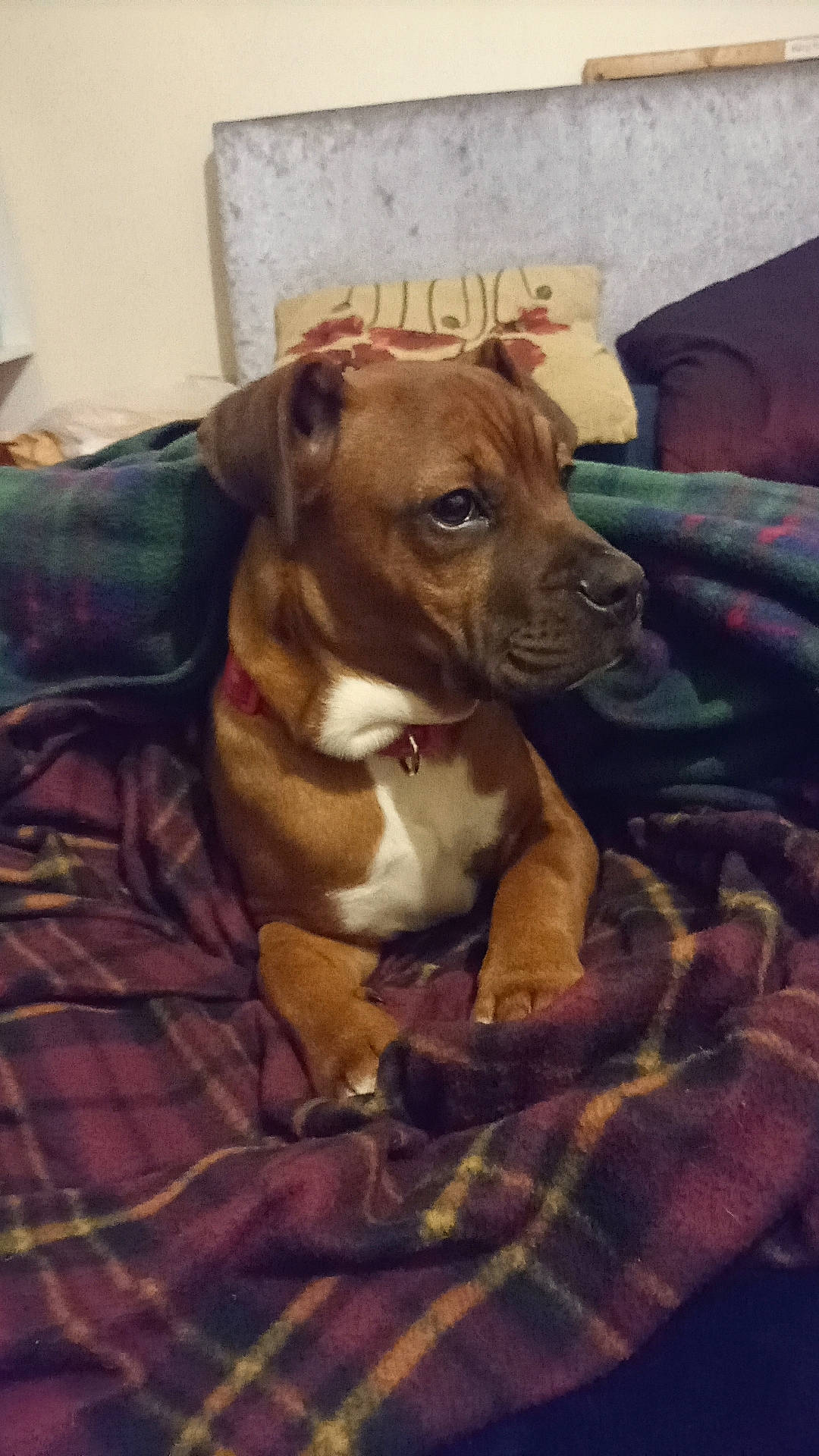 Corvyx is registered to the contest to win money with this photo: ancient_dog_breeds, canidae, carnivore, comfort, companion_dog, dog, dog_breed, dog_supply, fawn, linens, liver, non_sporting_group, pet_supply, puppy, snout, sporting_group, whiskers, wood, working_animal, working_dog