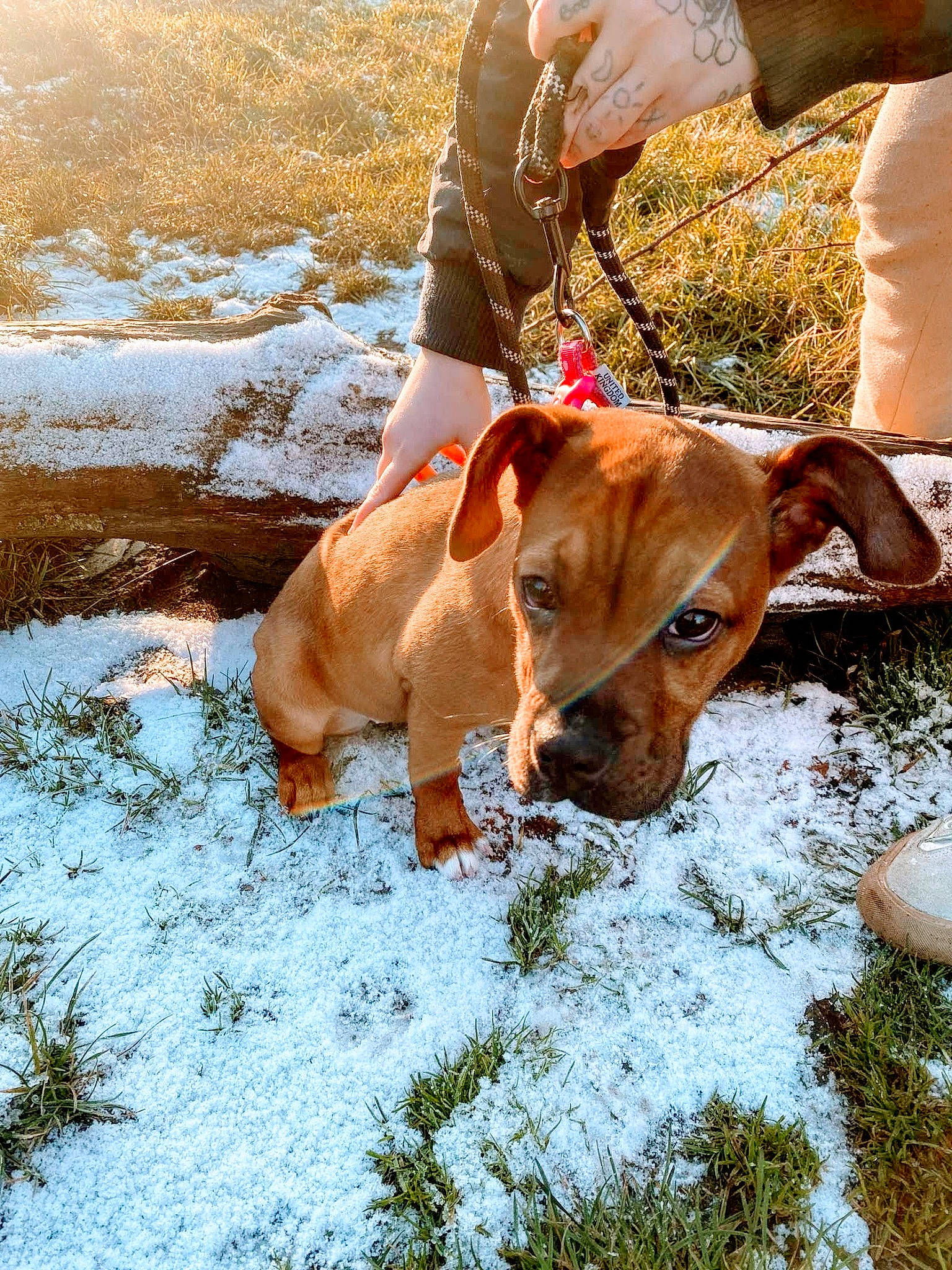 Corvyx joined the competition — help win amazing prizes! canidae, carnivore, companion_dog, dog, dog_breed, fawn, grass, hat, leash, liver, mammal, plant, snout, snow, sporting_group, sunglasses, tail, vertebrate, walking, working_animal