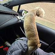Jumba participe au concours pour gagner de l'argent avec cette photo : dog, small_dog, car_interior, window, side_mirror, dashboard, passenger_seat, blanket, backpack, paw, fur, curious, looking_out, head, snout, wall_outside, seat_upholstery, travel, mirror_reflection, vehicle