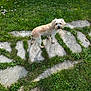 Jumba participe au concours pour gagner de l'argent avec cette photo : dog, small_dog, pet, grass, yard, lawn, stone_path, paving_stones, walkway, outdoors, cute, looking_at_camera, beige_fur, white_fur, trimmed, flower_petals, leaf, shadow, greenery, backyard