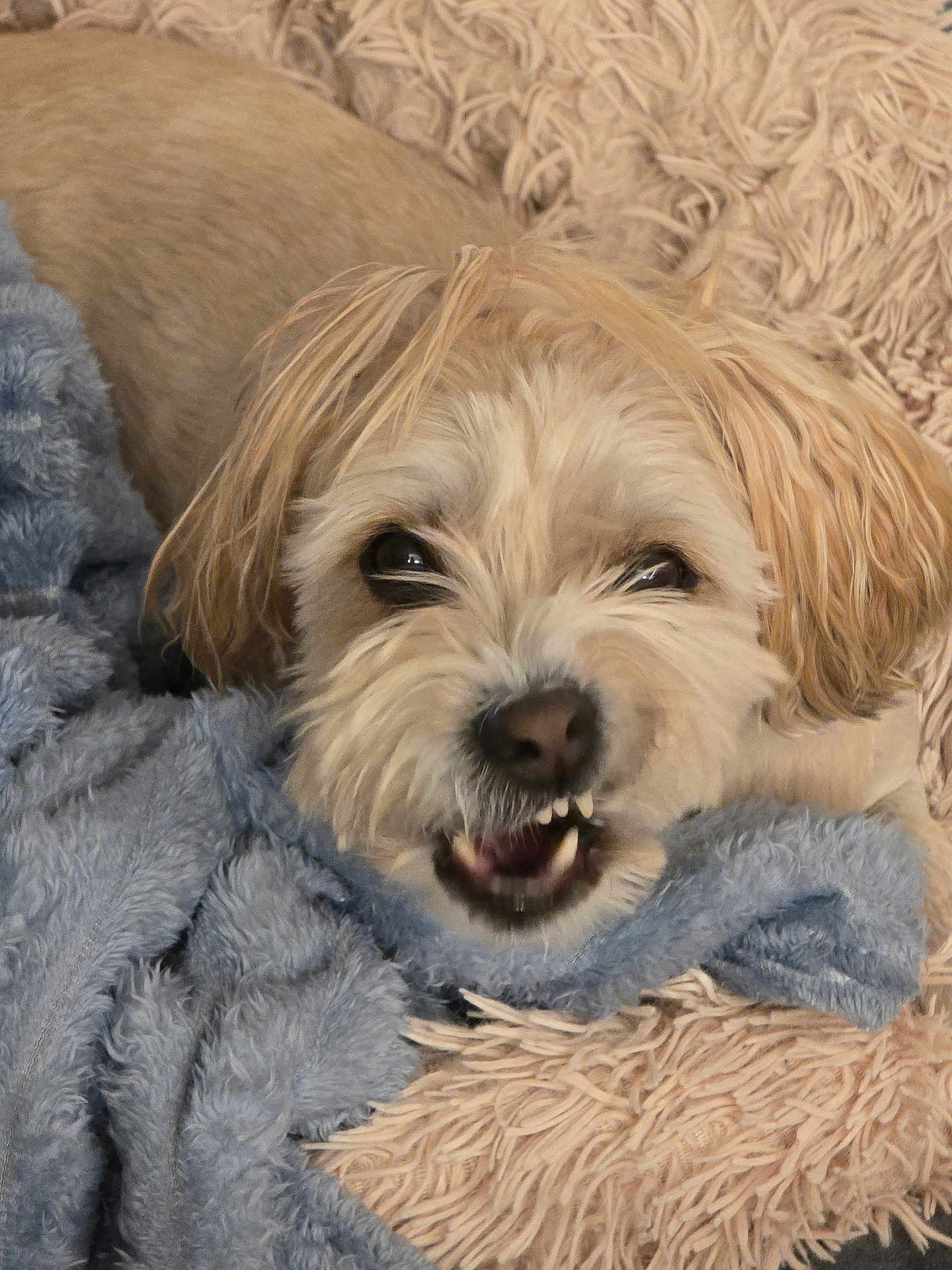 Jumba a rejoint le concours — aidez-le/la à gagner de superbes lots ! dog, small_dog, terrier_like, pet, close_up, face, eyes, teeth, nose, fur, whiskers, blanket, fuzzy_blanket, cozy, indoor, resting, portrait, expression, cute, cheeky