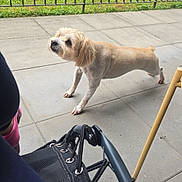 Jumba a rejoint le concours — aidez-le/la à gagner de superbes lots ! chair, concrete, dog, ear, face, fur, grass, metal_fence, nose, outdoor, patio, person_leg, pet, relaxed_pose, shoe, small_dog, sock, table_leg, tiled_floor, water_bottle