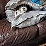 black_and_white, blanket, charging_cable, couch, cozy, cute, dog, fur, human_hand, indoor, jacket, leather_couch, living_room, looking_up, pet, pillow, seated_person, small_dog, textile, wrapped