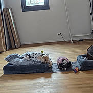 Jian a rejoint le concours — aidez-le/la à gagner de superbes lots ! blanket, clothing_rack, cozy, curtain, dog, dogs, empty_space, hardwood_floor, living_room, pet_bed, pet_beds, plush_bed, resting, robe, sleeping, small_dog, tennis_ball, toy_ball, wall_outlet, window