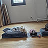 blanket, clothing_rack, cozy, curtain, dog, dogs, empty_space, hardwood_floor, living_room, pet_bed, pet_beds, plush_bed, resting, robe, sleeping, small_dog, tennis_ball, toy_ball, wall_outlet, window
