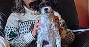 Jian a rejoint le concours — aidez-le/la à gagner de superbes lots ! black_and_white_dog, blanket, cable_on_wall, couch, cozy, dog, glasses, hands, indoor, lap, living_room, mug, patterned_pants, person, pet, portrait, seated, smartphone, sofa, sweater