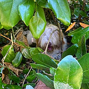 Alfie participe au concours pour gagner de l'argent avec cette photo : animal, bark, branch, camouflage, closeup, daylight, dog, foliage, fur, garden, green_leaves, hidden, leafy, natural, nature, outdoor, panting, pet, playful, shrub