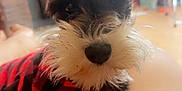 Snickers joined the competition — help win amazing prizes! animal, black_and_white, blurred_background, companion, cozy, cute, dog, fireplace, fur, home, indoors, lap, person, pet, puppy, red_sweater, relaxed, resting, schnauzer, small_dog