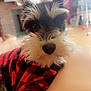 animal, black_and_white, blurred_background, companion, cozy, cute, dog, fireplace, fur, home, indoors, lap, person, pet, puppy, red_sweater, relaxed, resting, schnauzer, small_dog