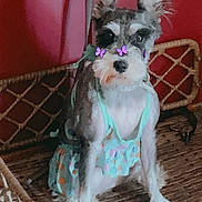Snickers joined the competition — help win amazing prizes! animal, butterfly_stickers, chair, colorful, cute, decor, dog, domestic_animal, dress, ears, fur, indoor, outfit, pet, playful, portrait, red_wall, sitting, small_dog, woven_furniture